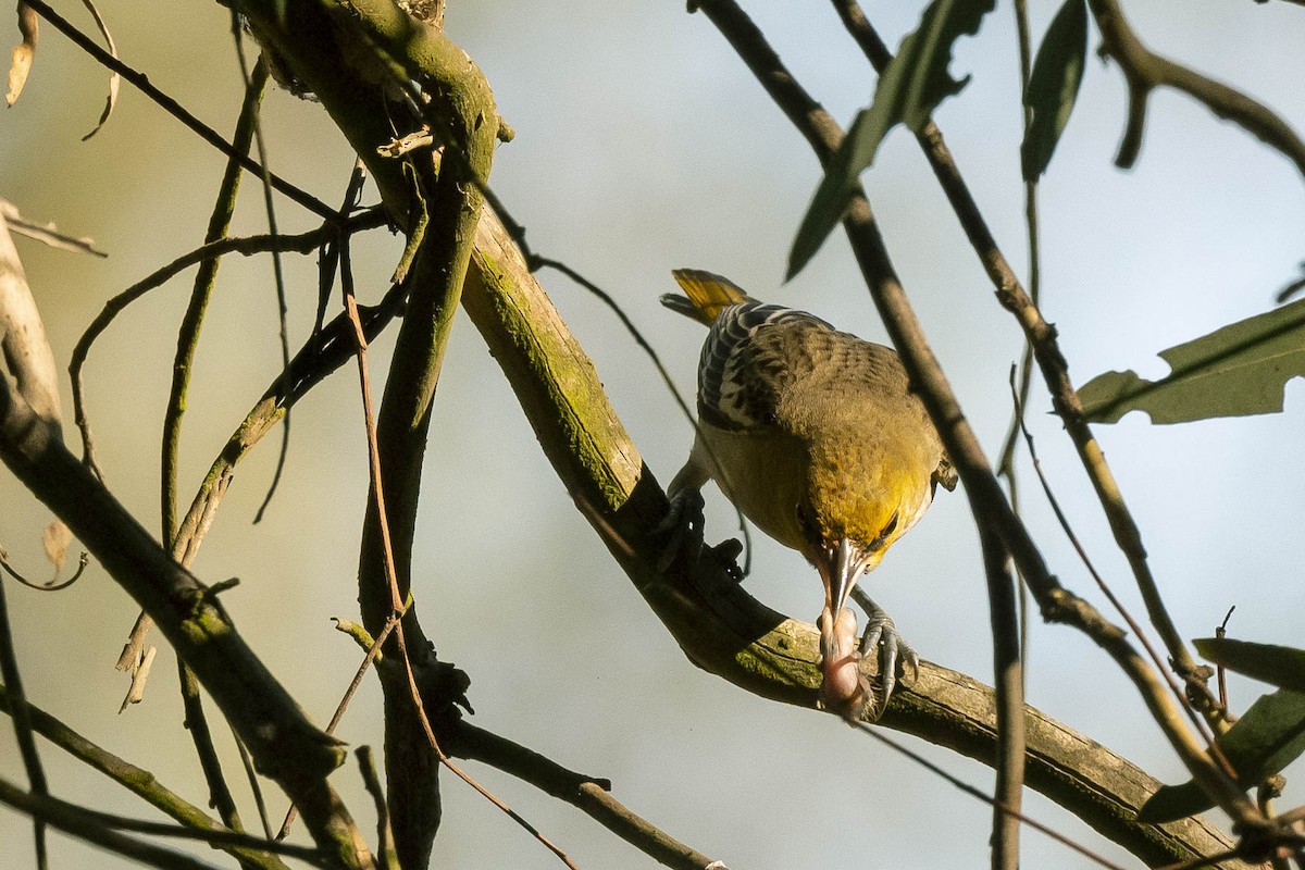 Bullock's Oriole - ML303163831