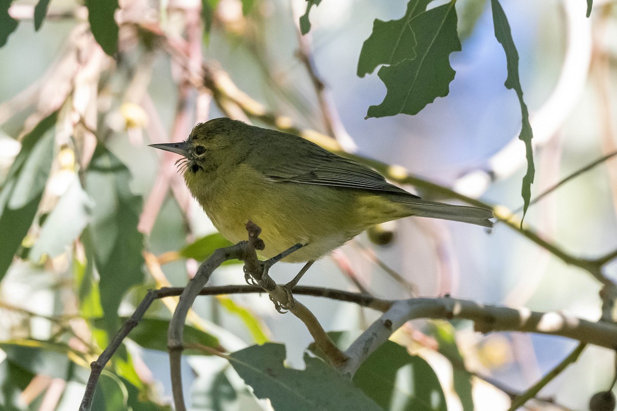 Orange-crowned Warbler - ML303163931