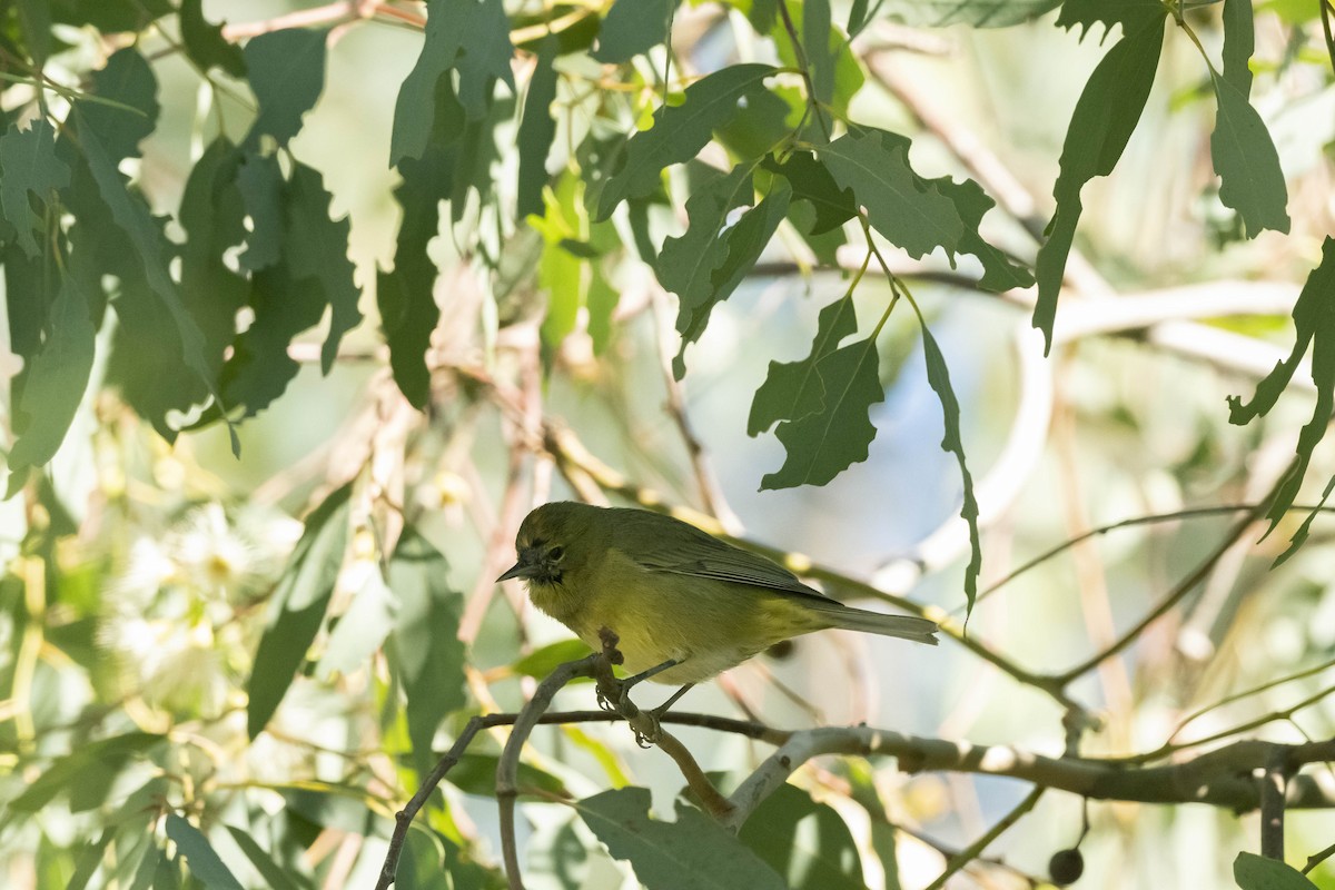 Orange-crowned Warbler - ML303163951