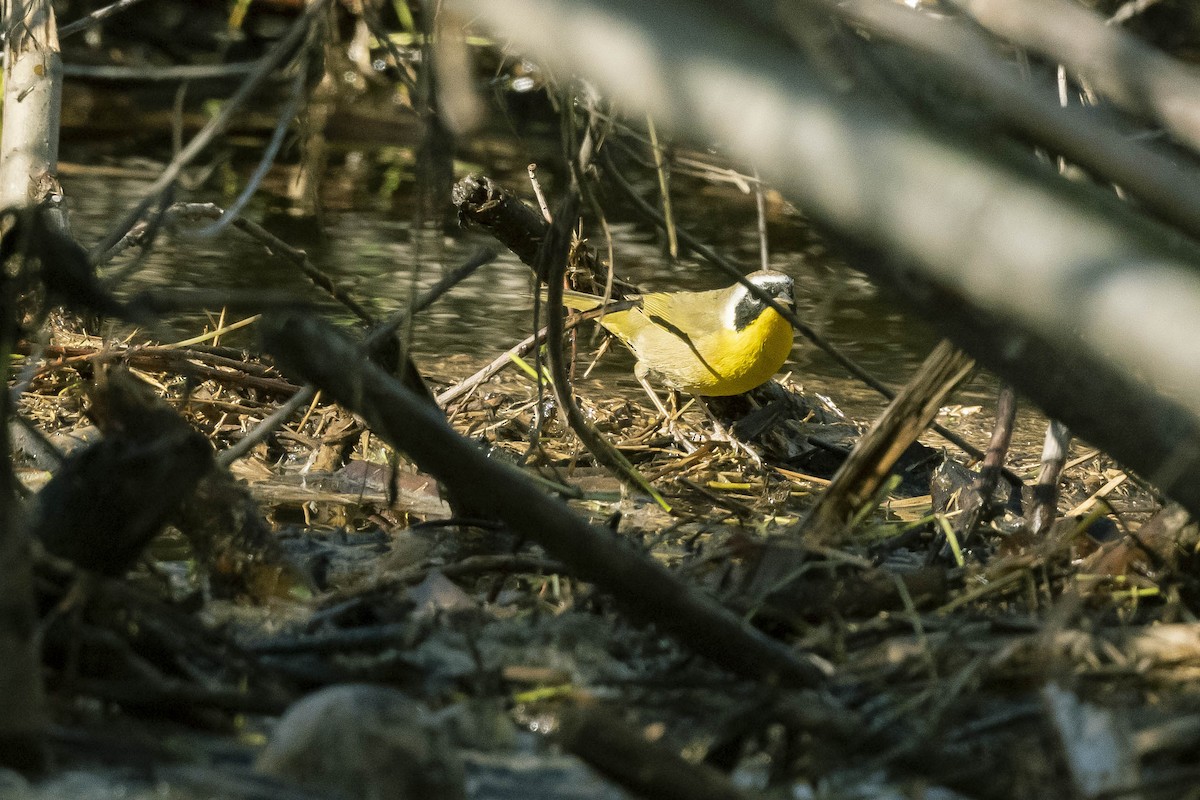 Common Yellowthroat - ML303163961