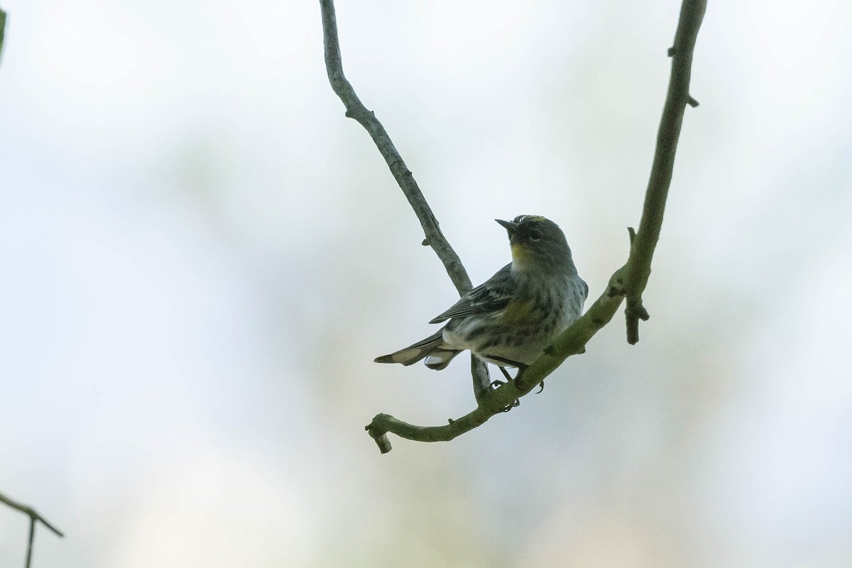 Yellow-rumped Warbler - ML303164061