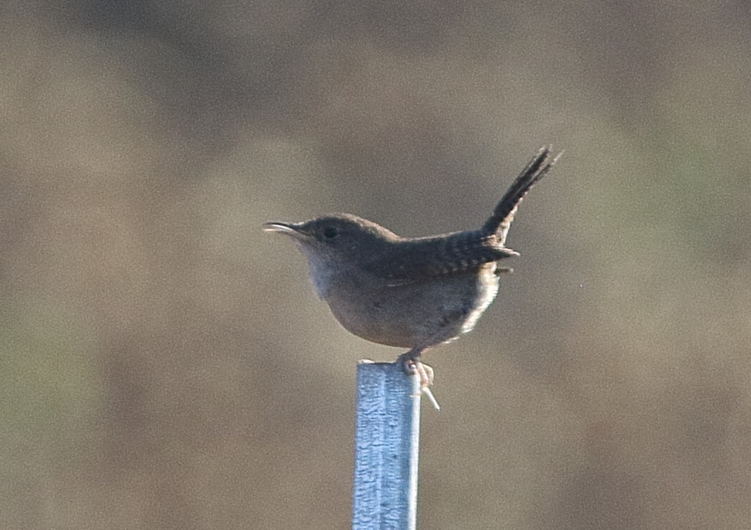 House Wren - Frank Gilliland