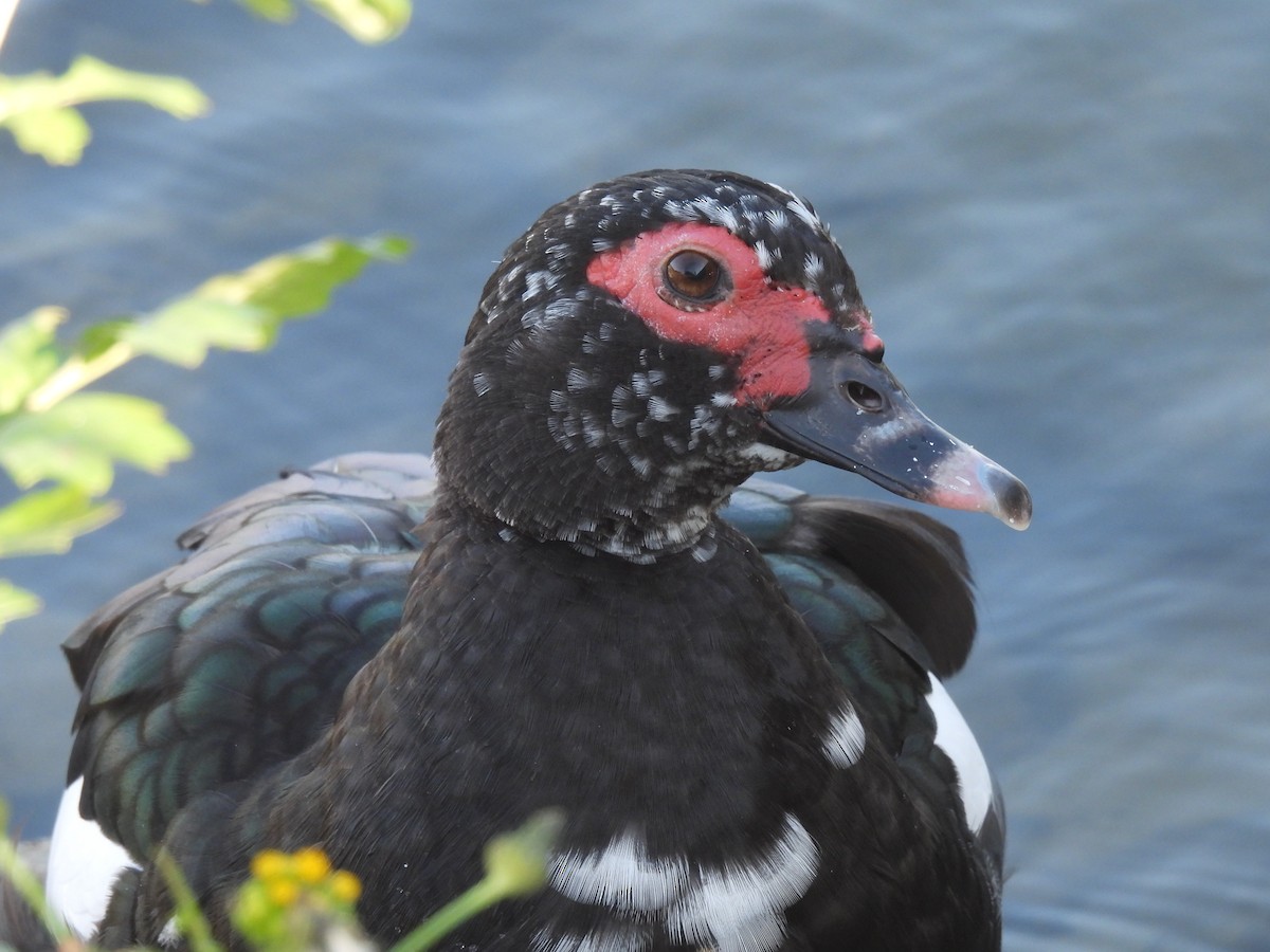 Muscovy Duck (Domestic type) - ML303165991