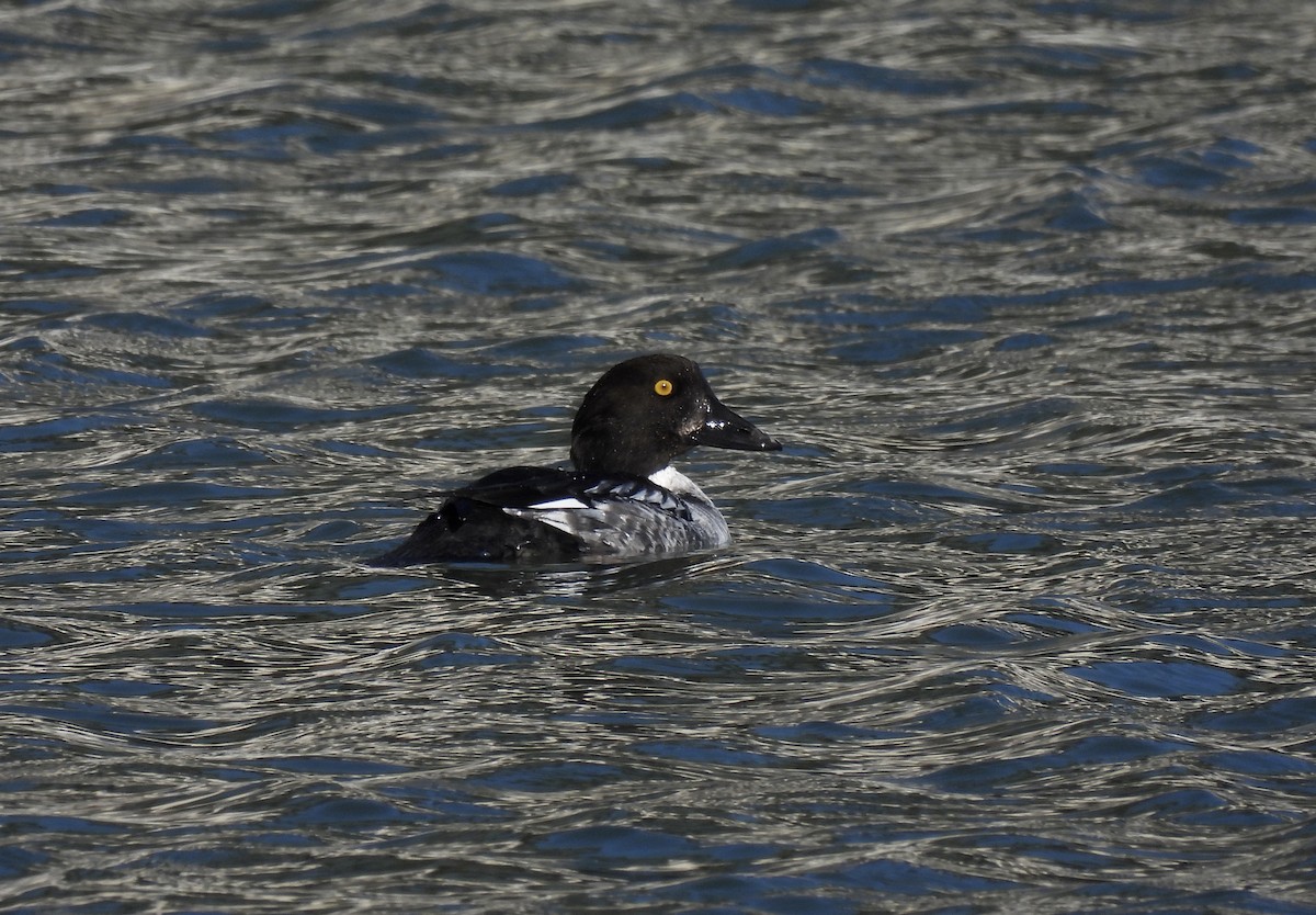 Common Goldeneye - ML303166151