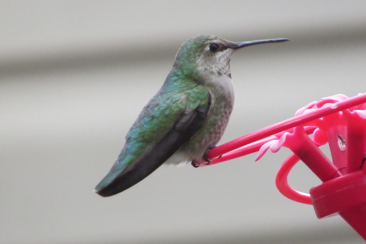 Anna's Hummingbird - Jane Wiewora