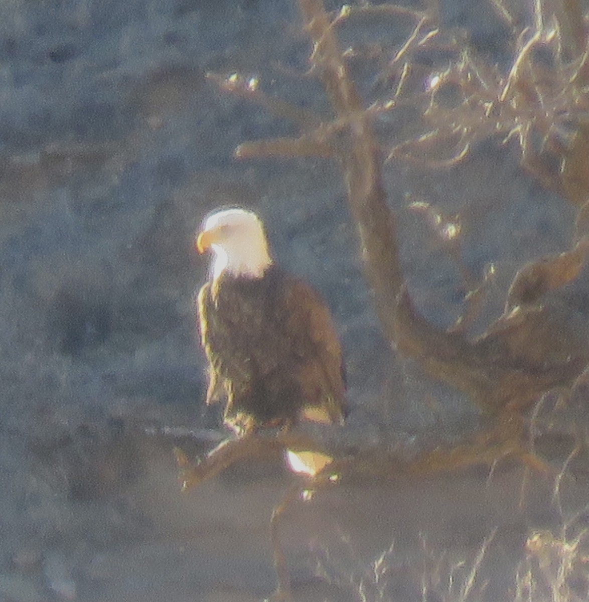 Bald Eagle - Marlin and Connie Andrus