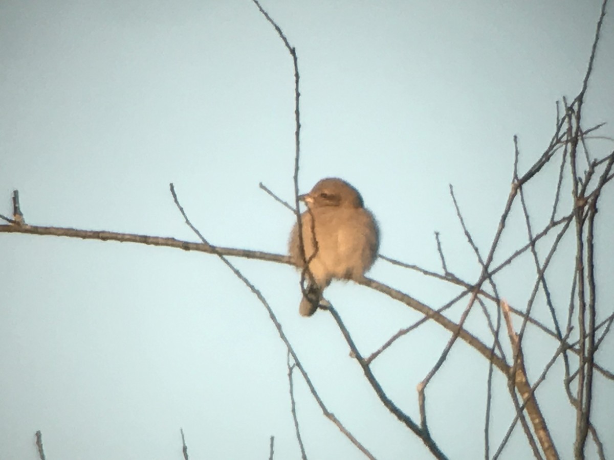 Northern Shrike - ML303170641