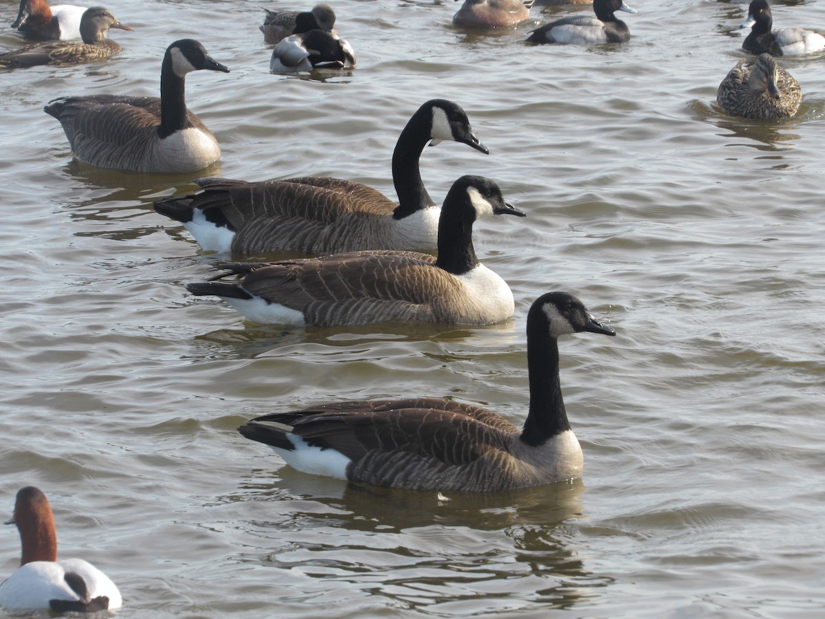 Canada Goose - Wayne Longbottom