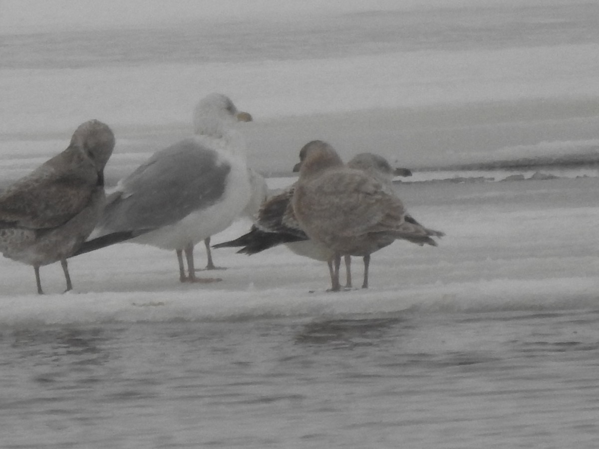 Iceland Gull - ML303171831