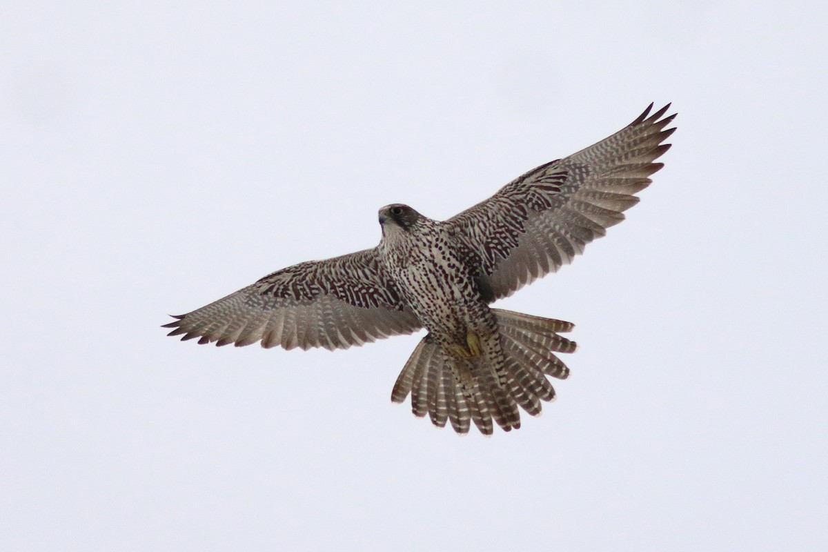 Gyrfalcon - ML303172151