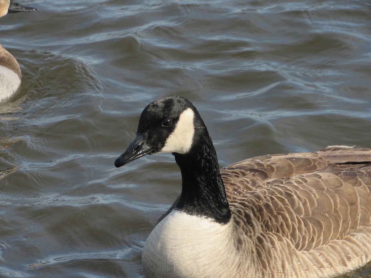 Canada Goose - ML303172941