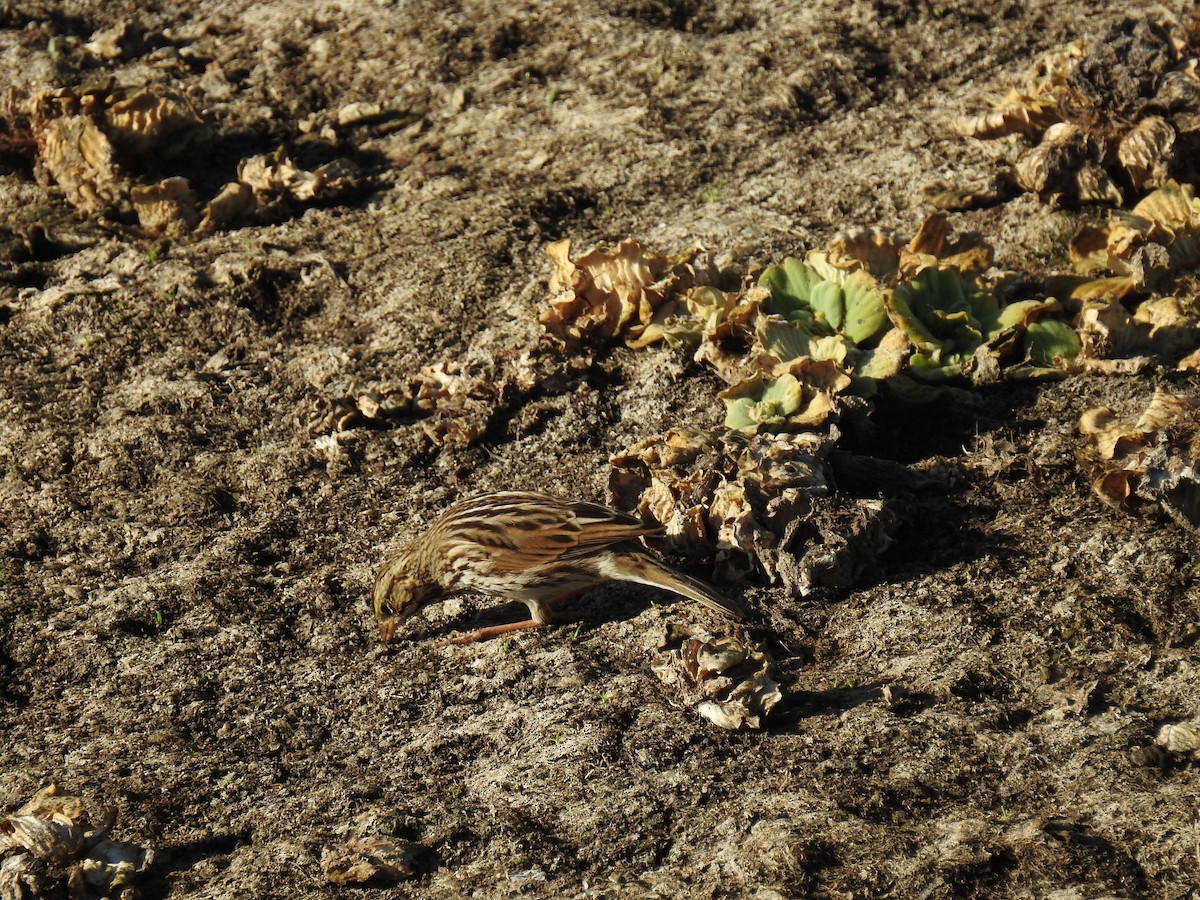 Savannah Sparrow - ML303175011