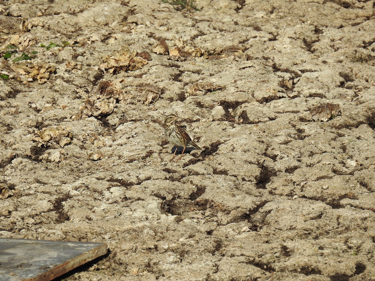 Savannah Sparrow - ML303175211