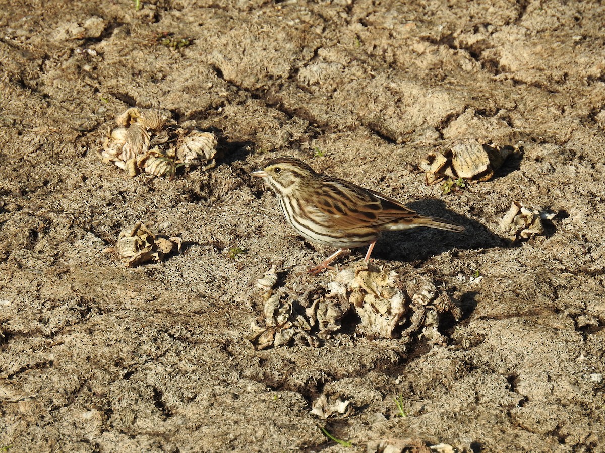 Savannah Sparrow - ML303175221