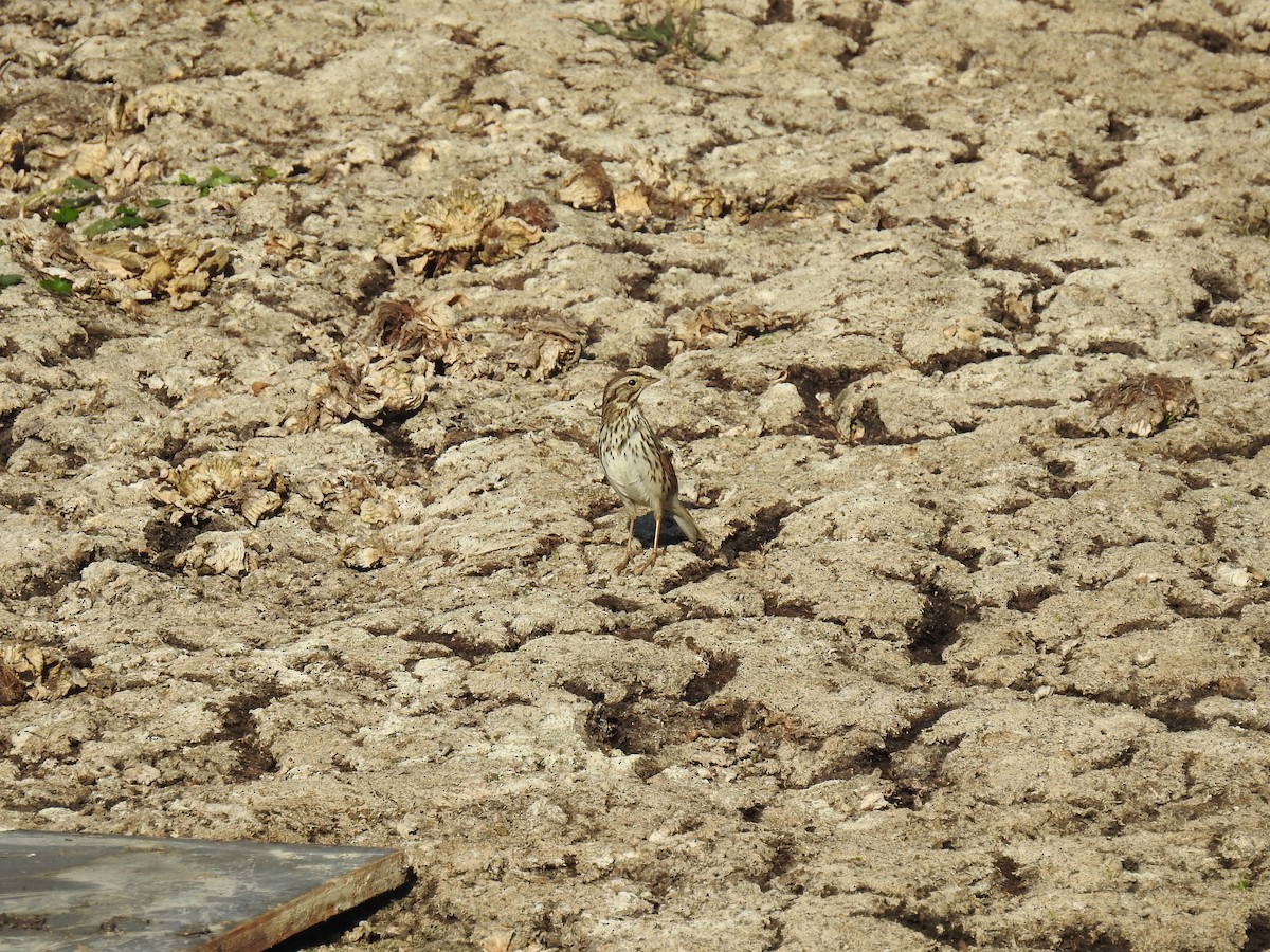 Savannah Sparrow - ML303175241