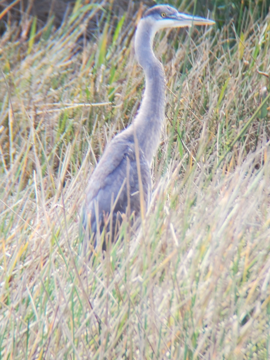 Great Blue Heron - ML303175381