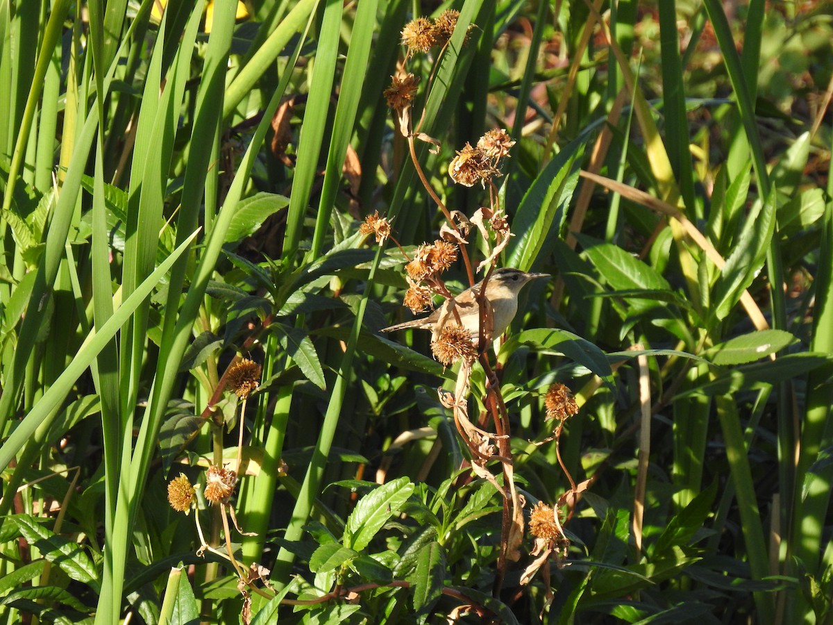 Marsh Wren - ML303175651