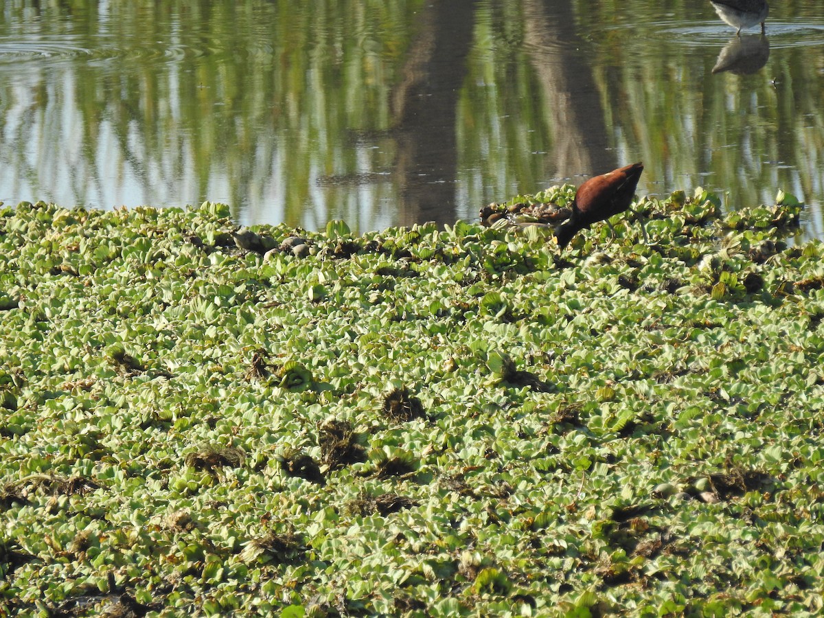 Northern Jacana - ML303175961