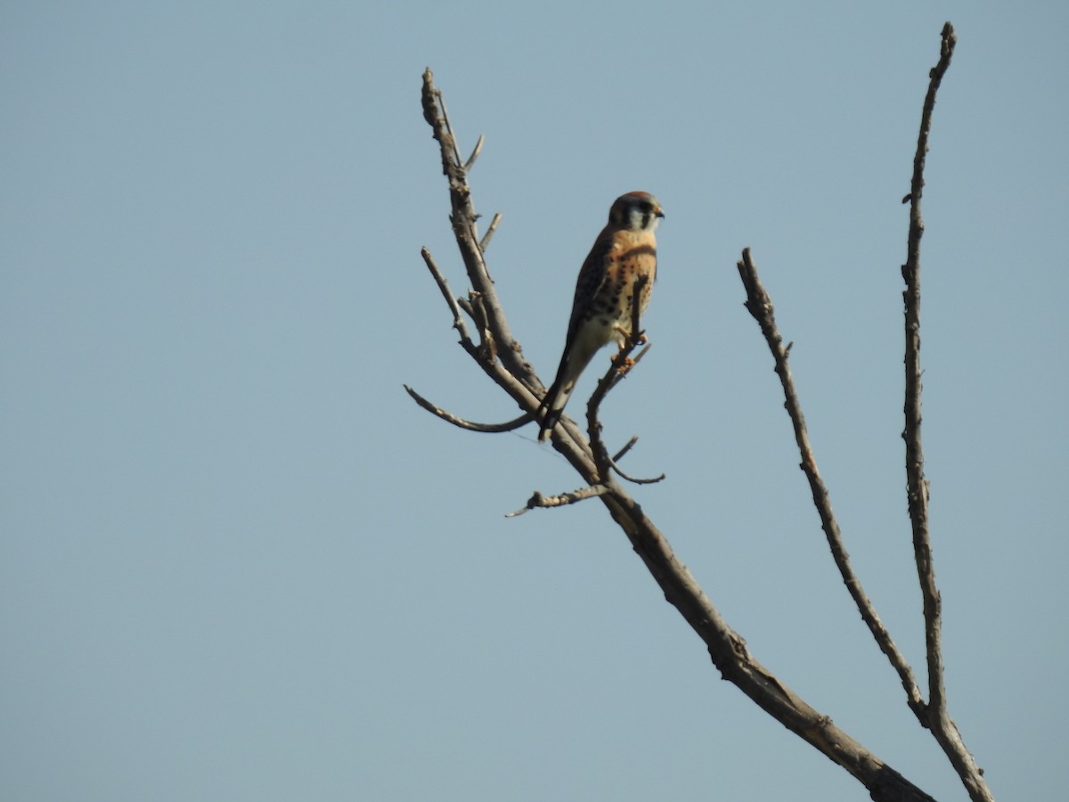 American Kestrel (Northern) - ML303176111
