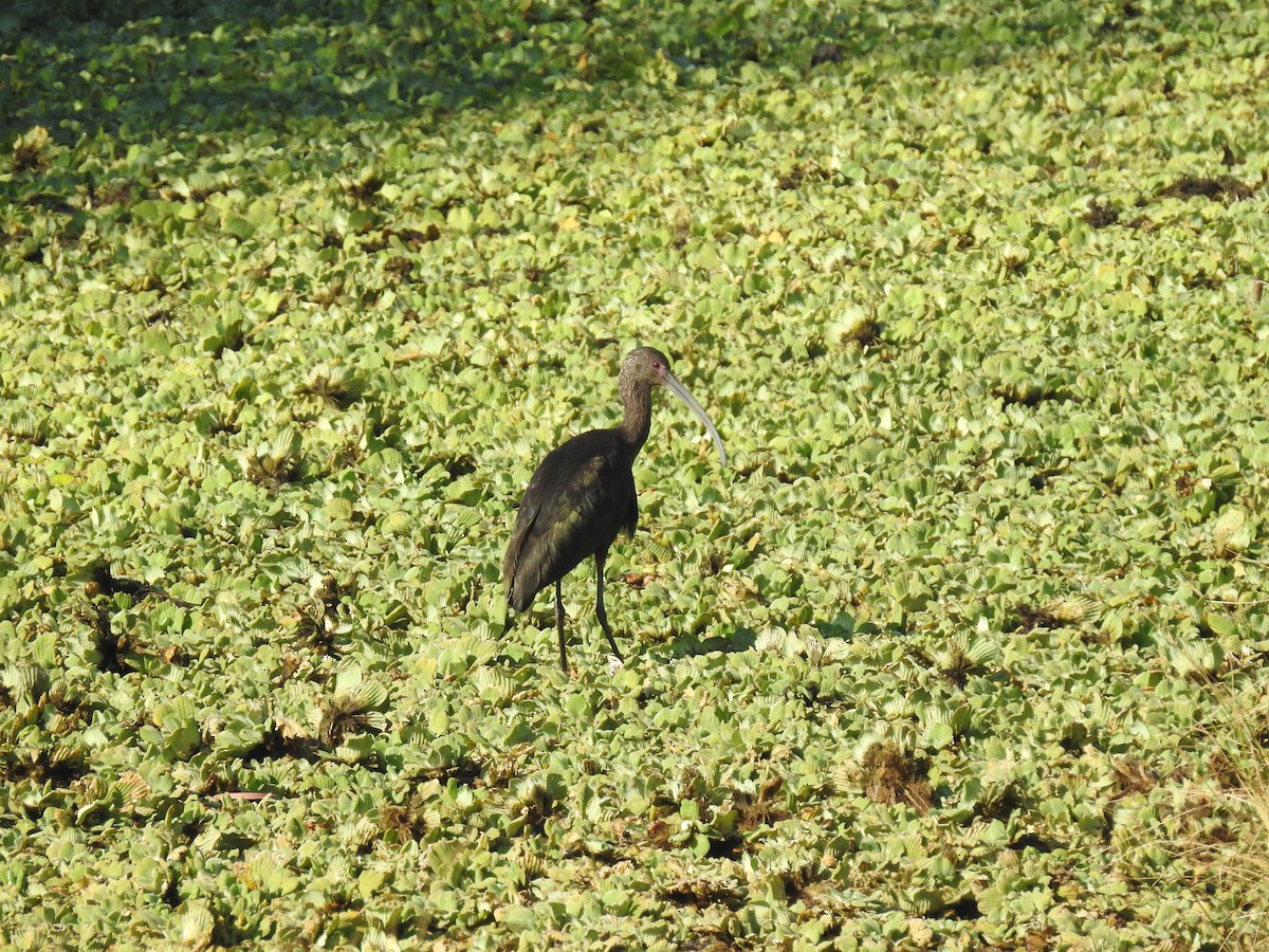 White-faced Ibis - ML303176191