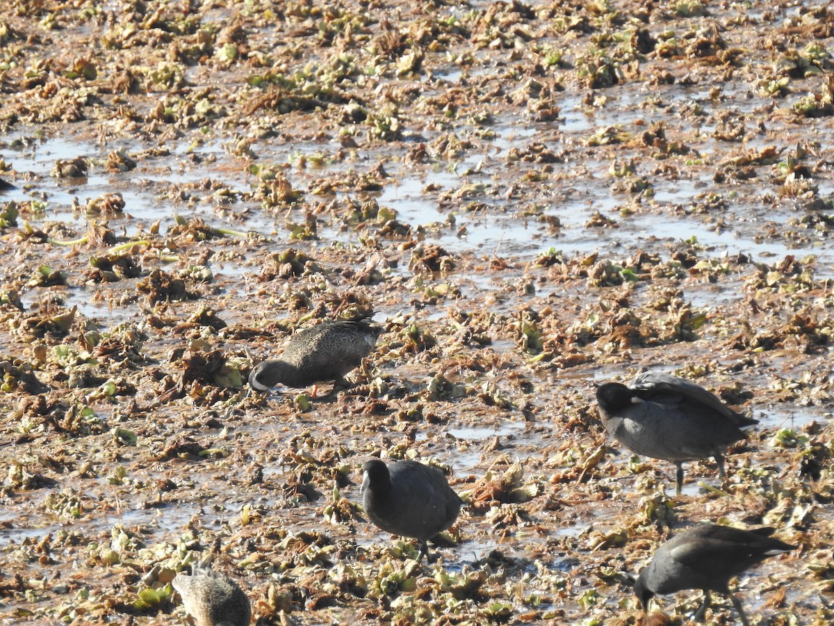 Blue-winged Teal - ML303176331