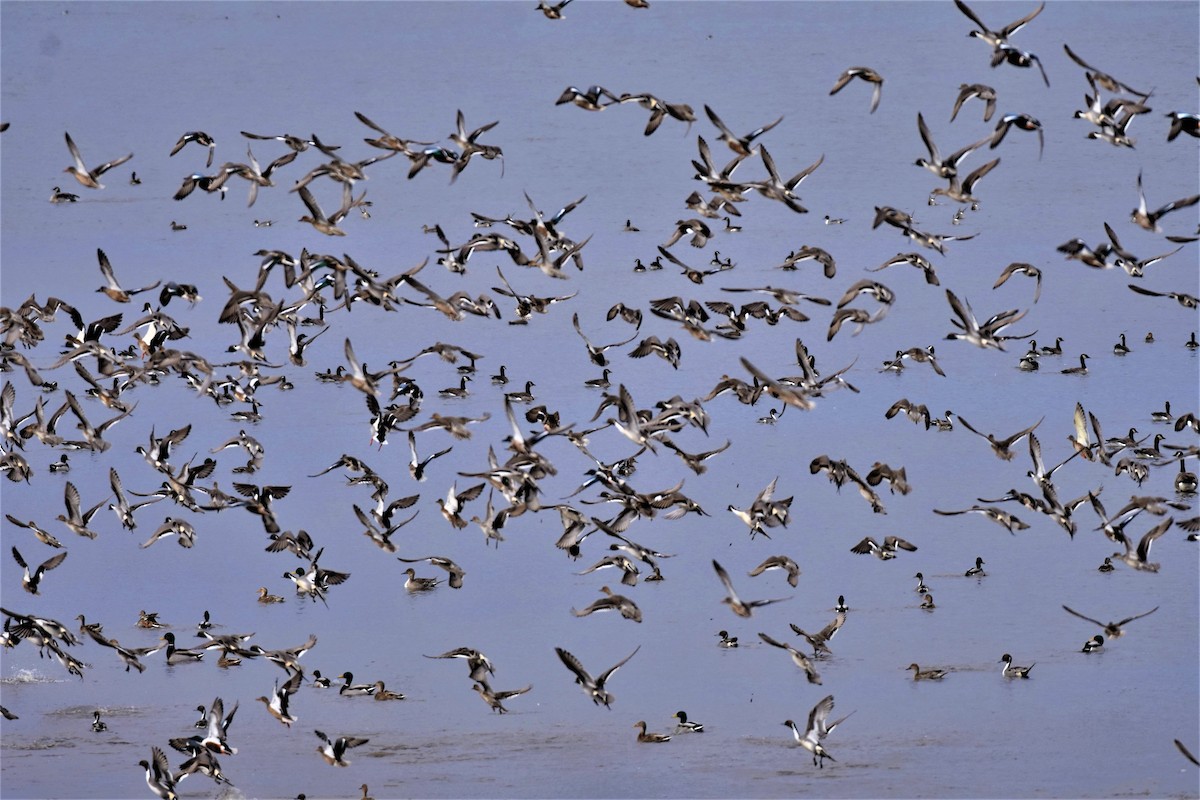 Northern Pintail - Elke Davis