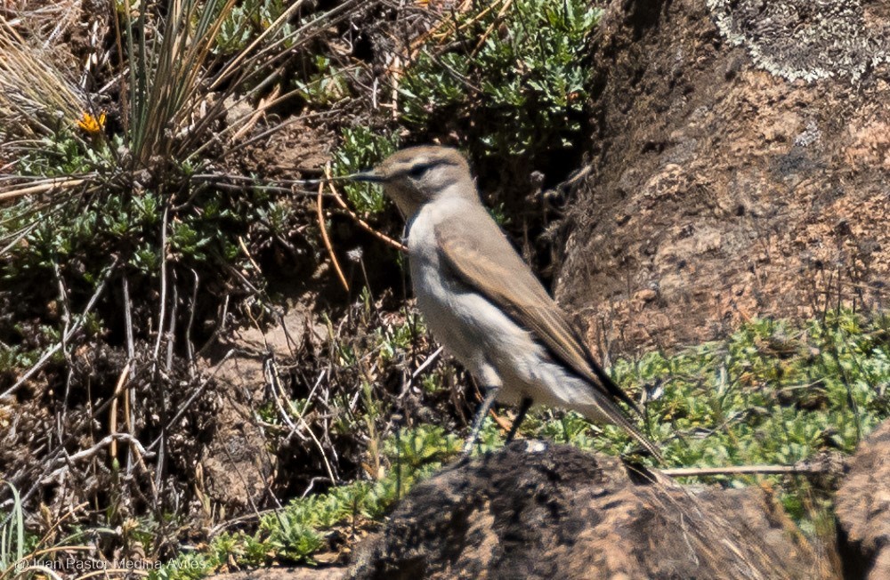 White-browed Ground-Tyrant - Juan Pastor Medina Avilés