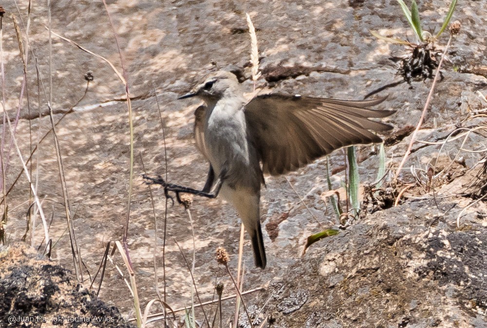 White-browed Ground-Tyrant - Juan Pastor Medina Avilés