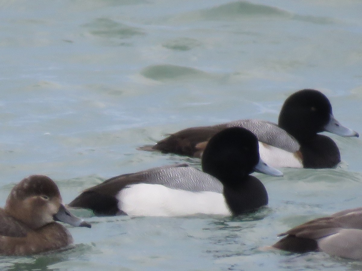 Greater Scaup - Ed Lavender