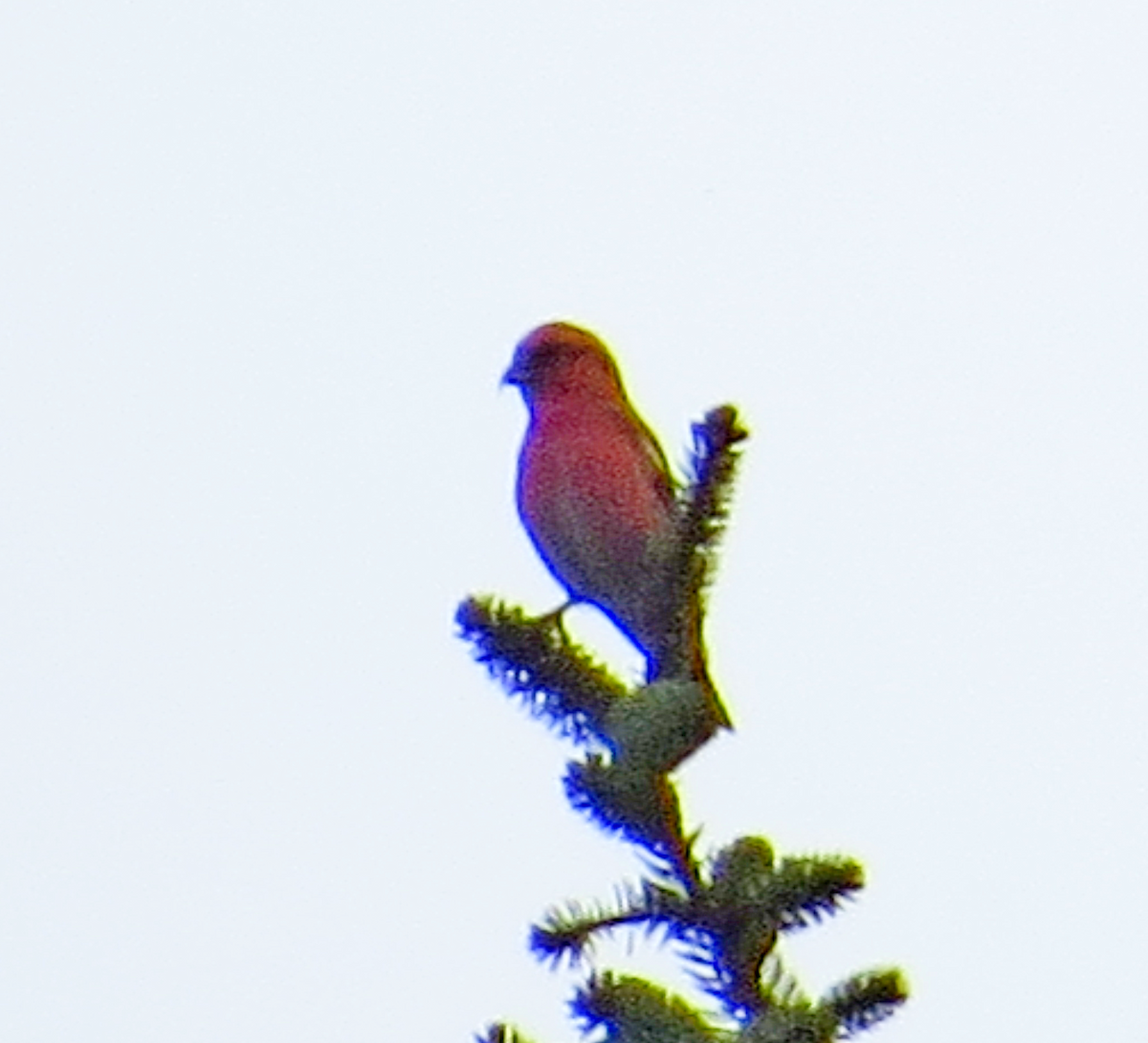 White-winged Crossbill - ML303180641