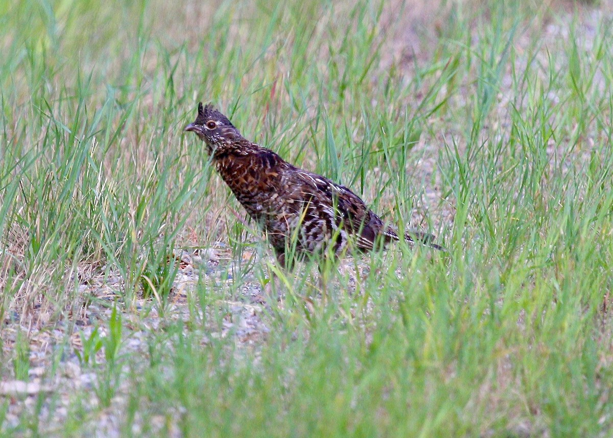 Ruffed Grouse - ML303180971