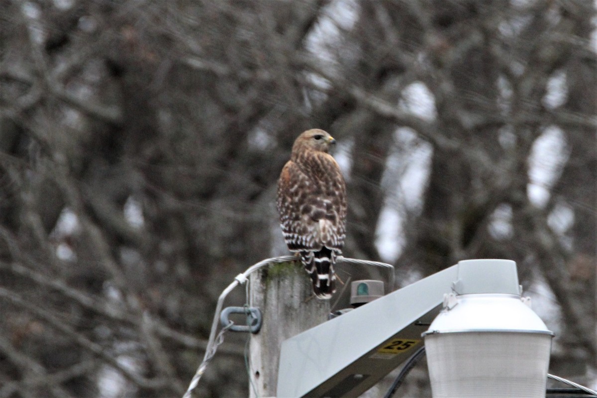 Red-shouldered Hawk - ML303181001