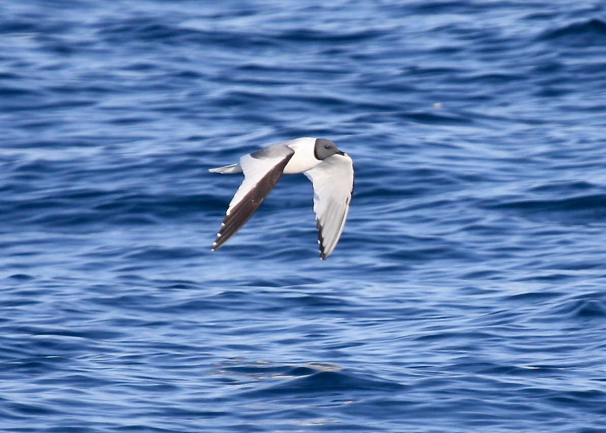 Sabine's Gull - ML303182061