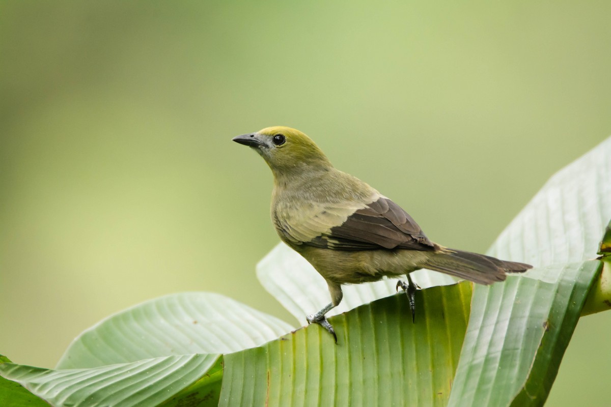 Palm Tanager - ML30318231