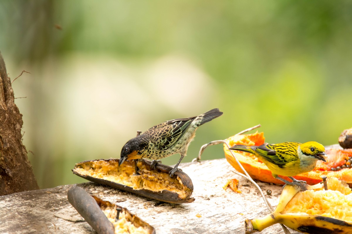 Rufous-throated Tanager - ML30318291