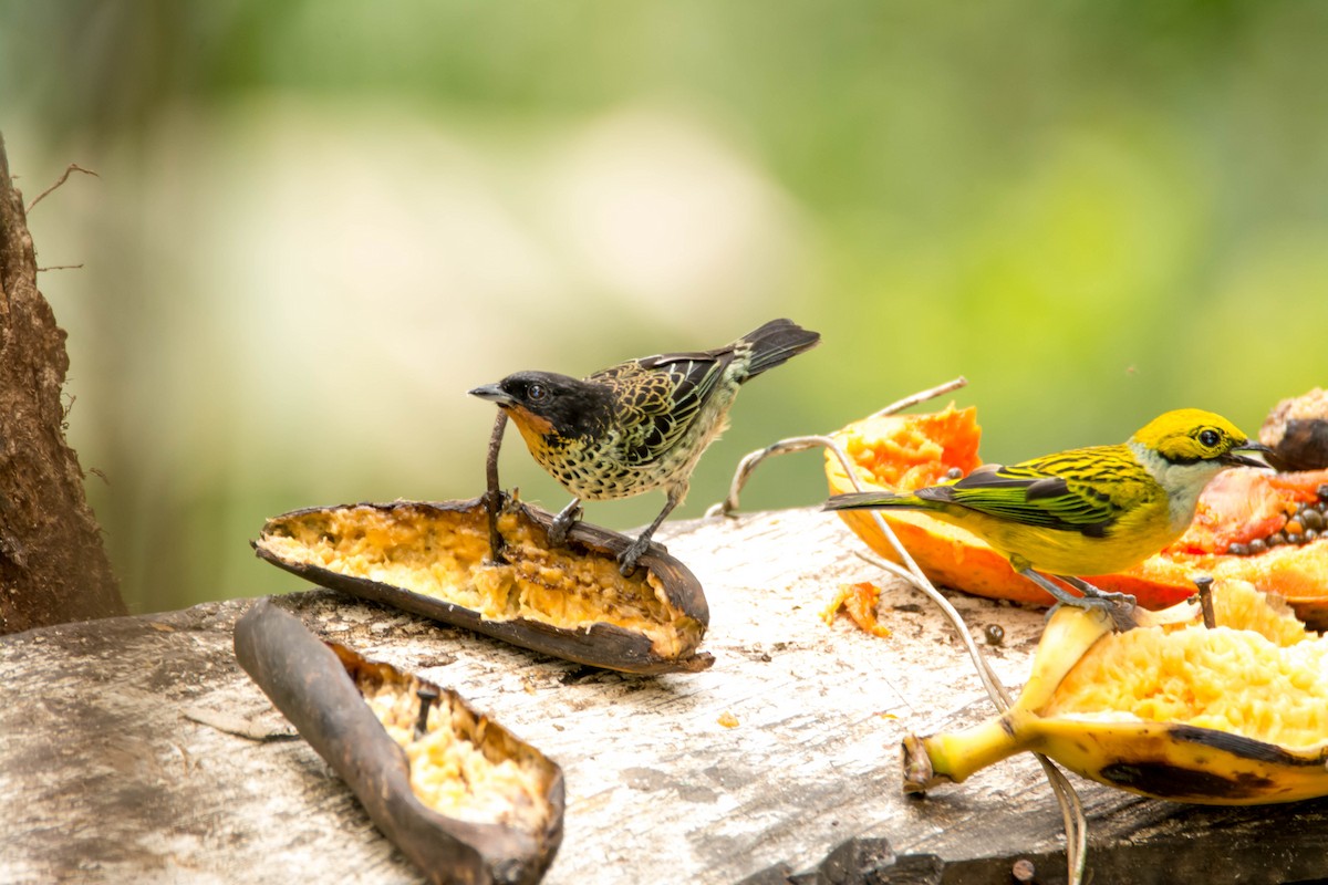 Rufous-throated Tanager - ML30318301