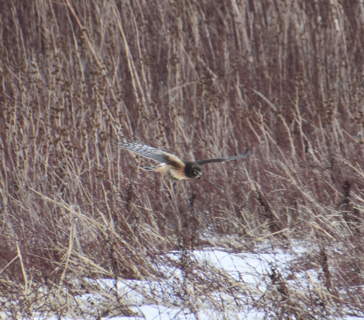 Northern Harrier - ML303183911