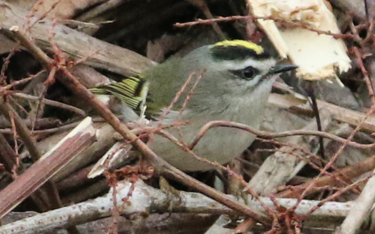 Golden-crowned Kinglet - ML303184011