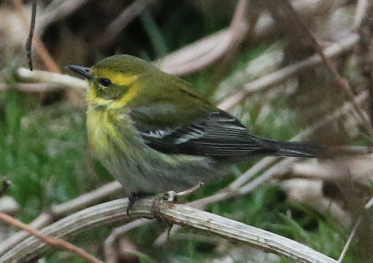 Townsend's Warbler - ML303184111