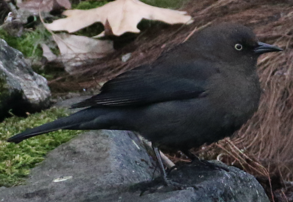 Rusty Blackbird - ML303184161