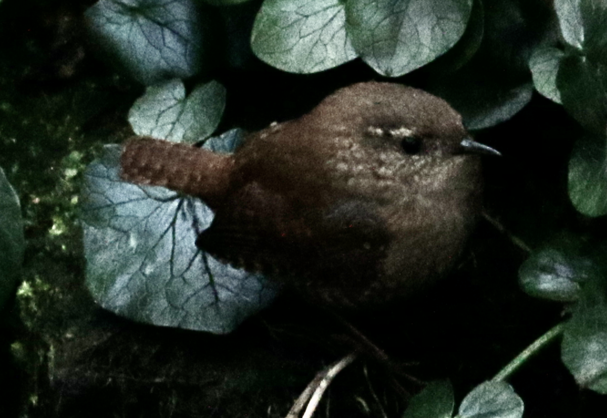 Winter Wren - ML303184201