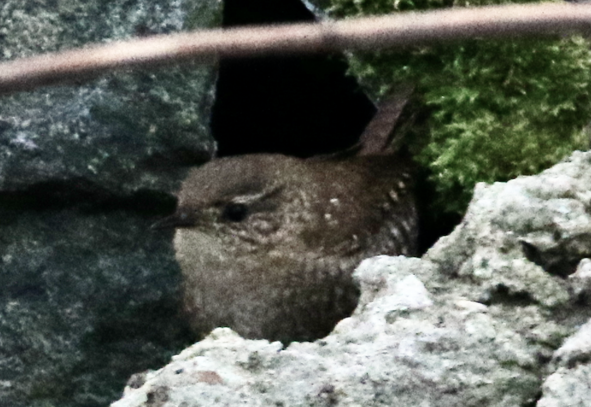 Winterzaunkönig - ML303184241