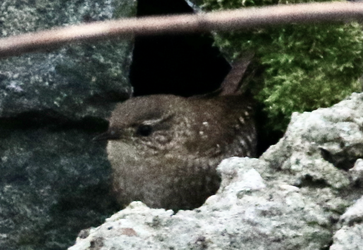 Winter Wren - ML303184241