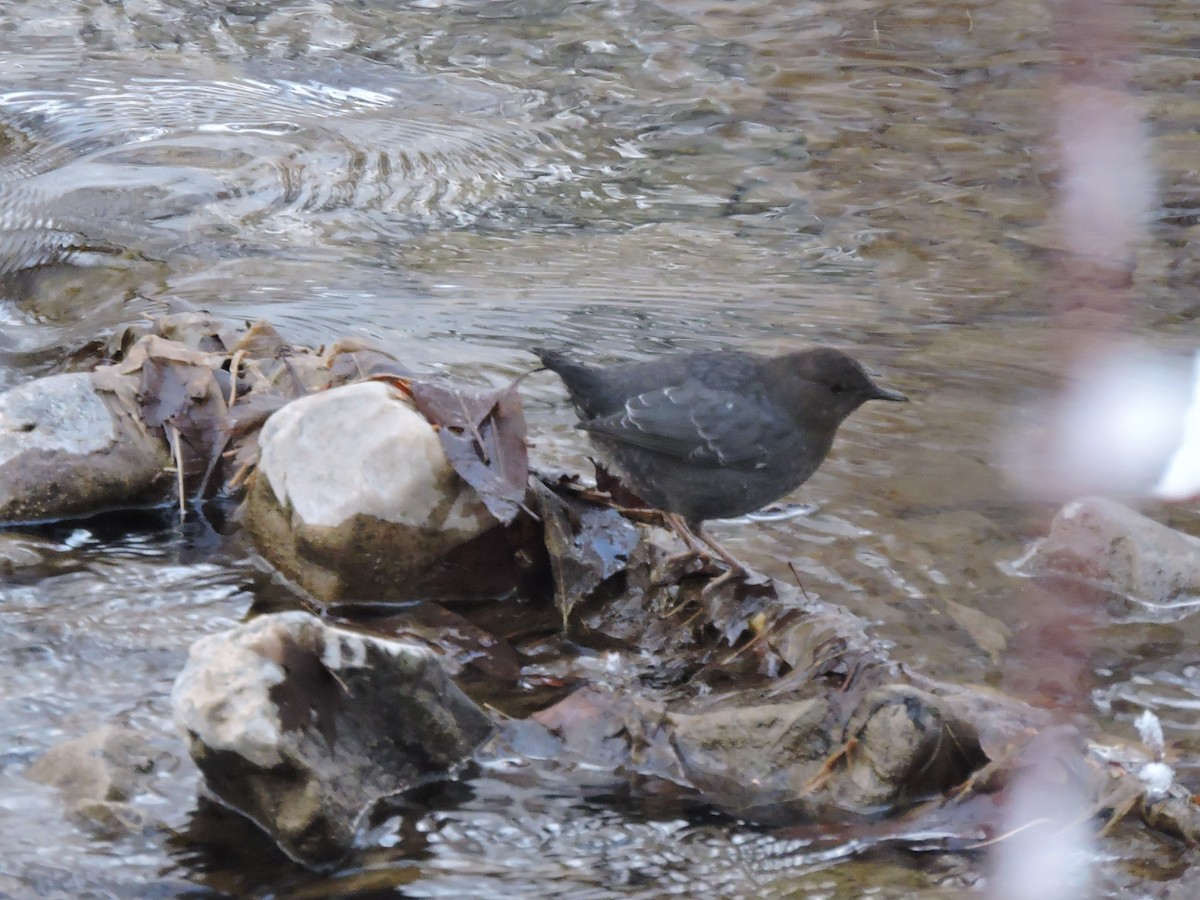 American Dipper - ML303185711