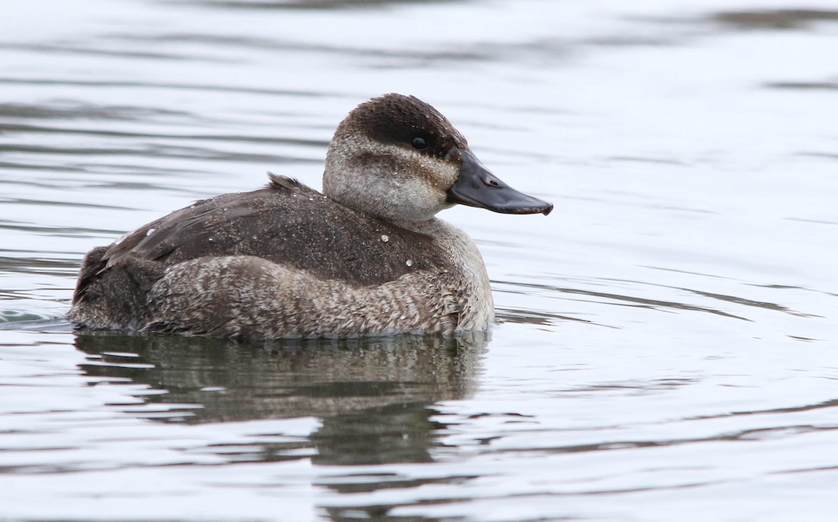 Ruddy Duck - ML303186851