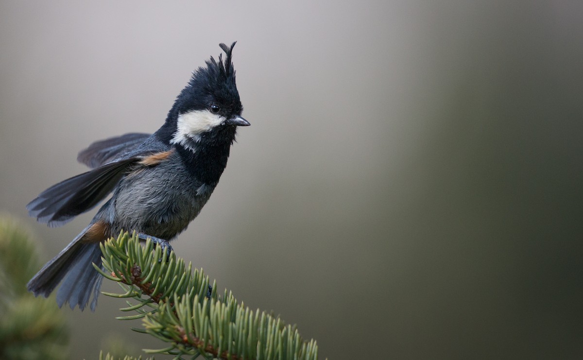 Rufous-vented Tit - Ian Davies