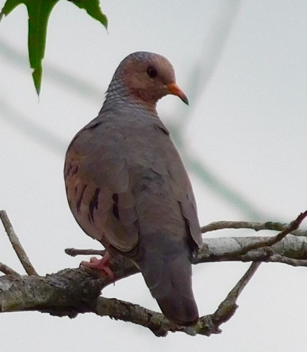 Common Ground Dove - Candice Davis