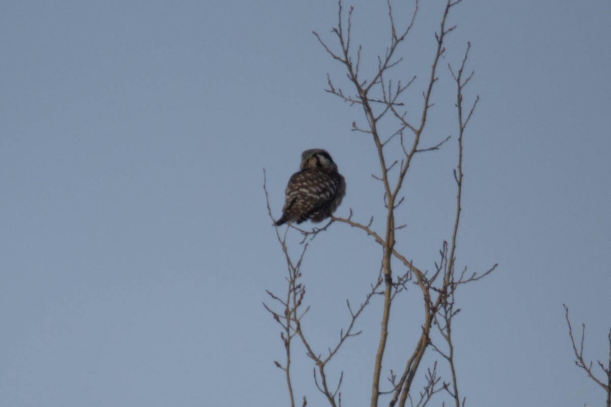 Northern Hawk Owl - ML303192111