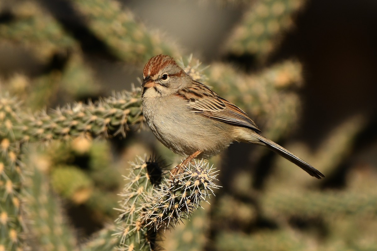 Rufous-winged Sparrow - Tony Battiste