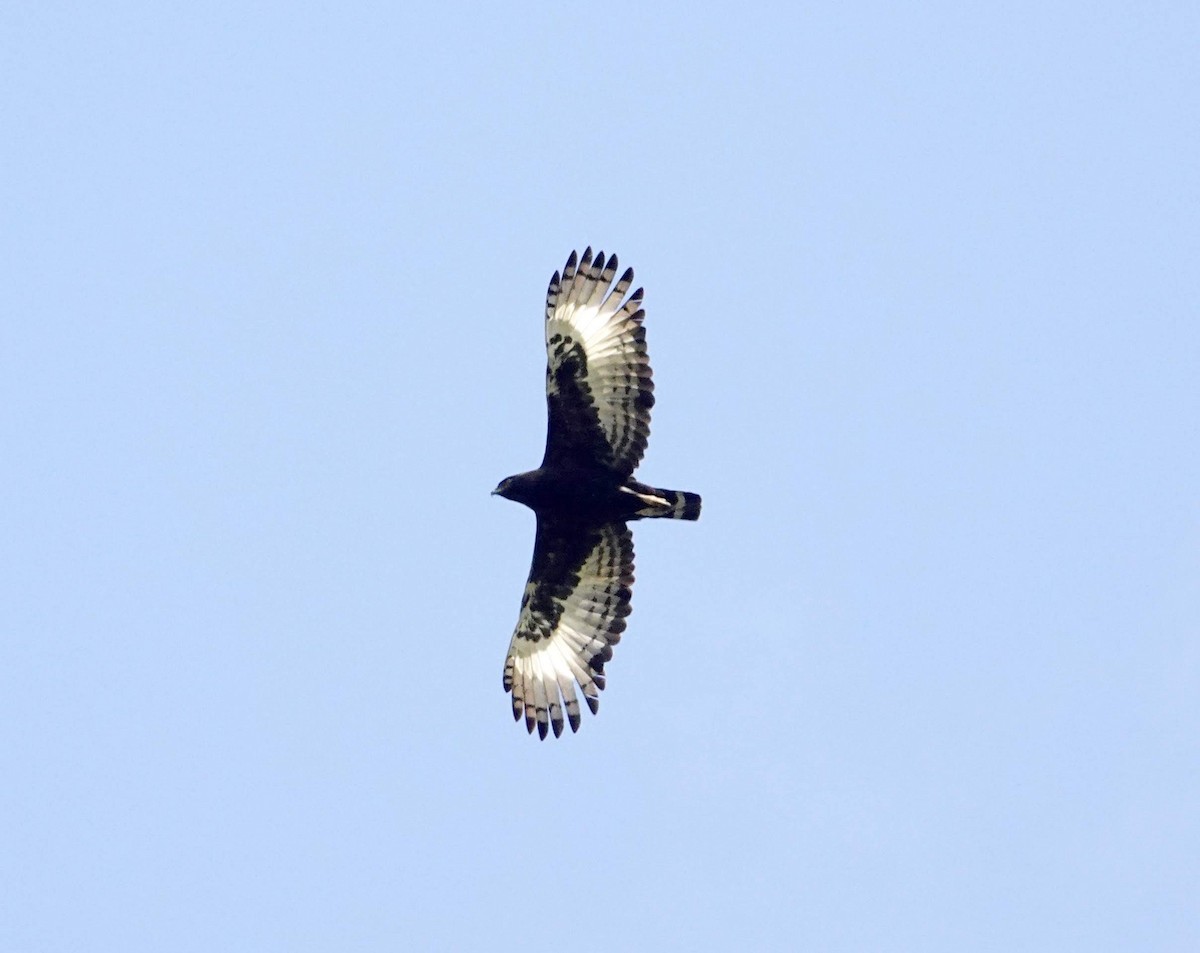 Long-crested Eagle - ML303195701